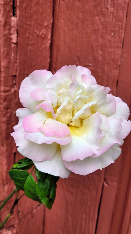 gerberoy-village-roses-7