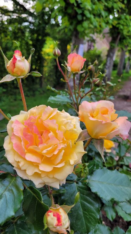 gerberoy-village-roses-8