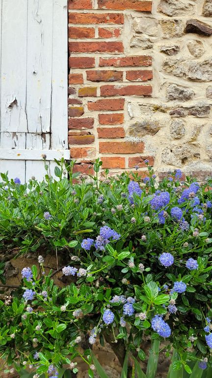 gerberoy-village-roses-colombages-2