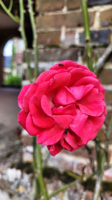 gerberoy-village-roses