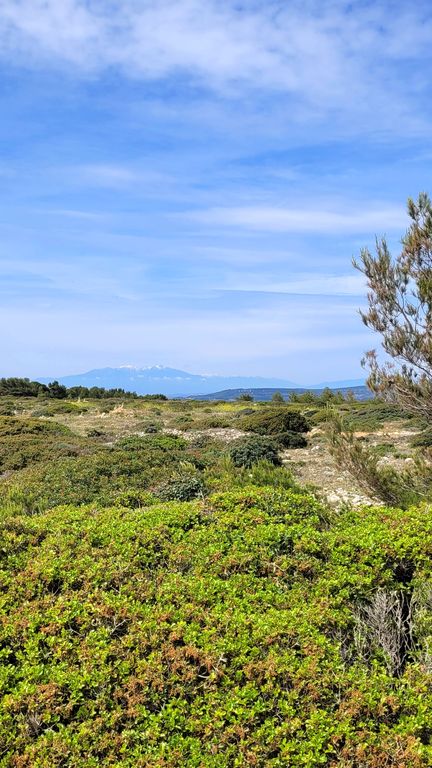 leucate-falaise-balade-6