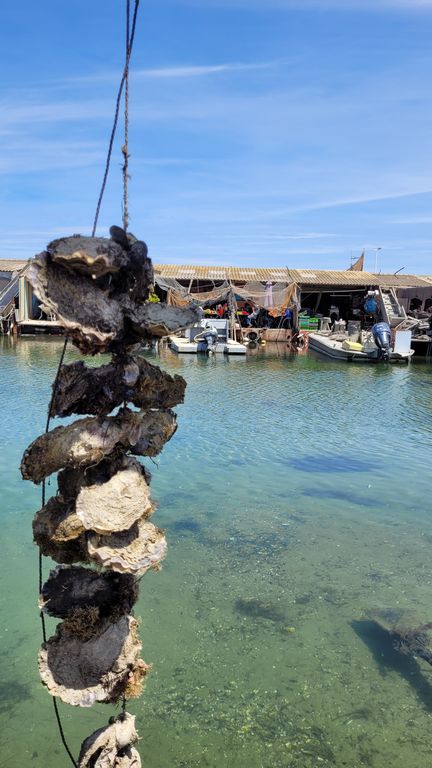 leucate-fruits-mer-cul-oursin-7