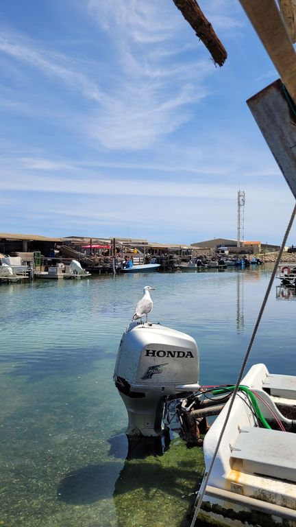 leucate-fruits-mer-cul-oursin-8
