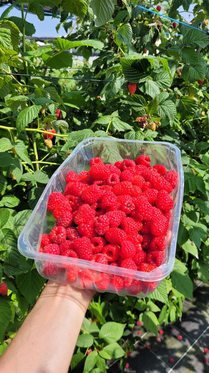 recette-confiture-framboise-menthe