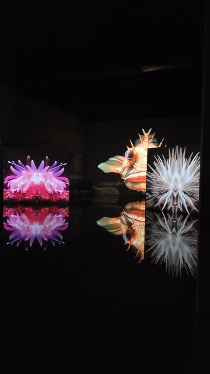 ocean-bassins-des-lumieres-bordeaux-10