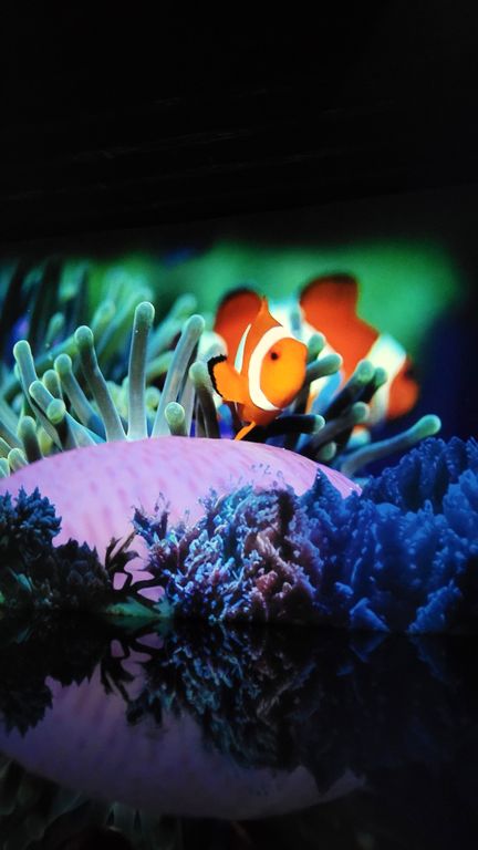 ocean-bassins-des-lumieres-bordeaux-2