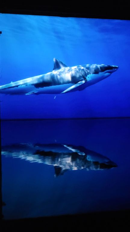 ocean-bassins-des-lumieres-bordeaux-8