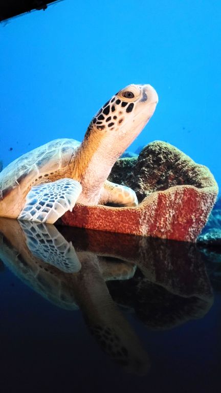 ocean-bassins-des-lumieres-bordeaux