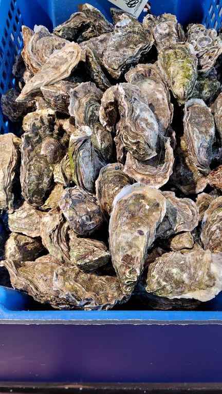 arcachon-huitres-bassin