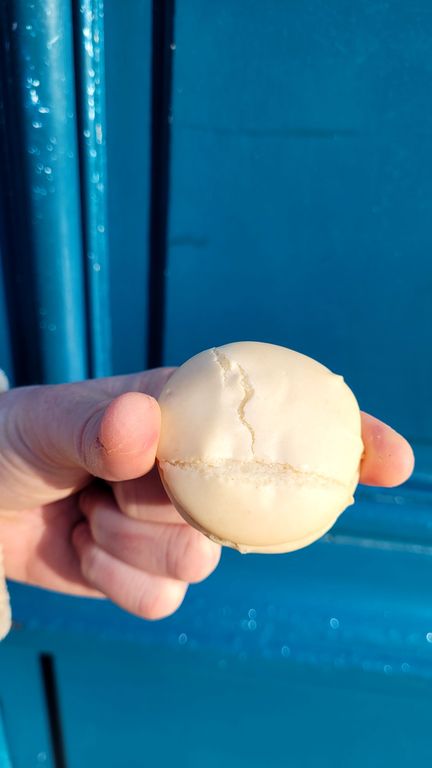 mouchou-macaron-paries