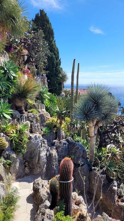 jardin-exotique-cactus-monaco-10
