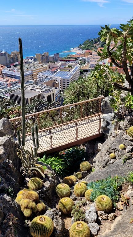 jardin-exotique-cactus-monaco-11