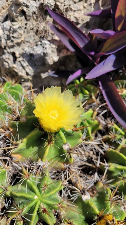 jardin-exotique-cactus-monaco-12