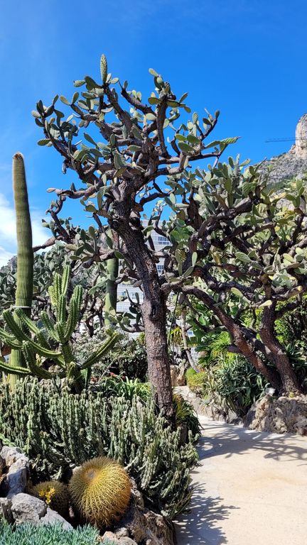 jardin-exotique-cactus-monaco-13