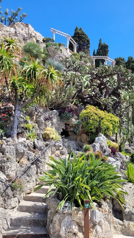 jardin-exotique-cactus-monaco-14