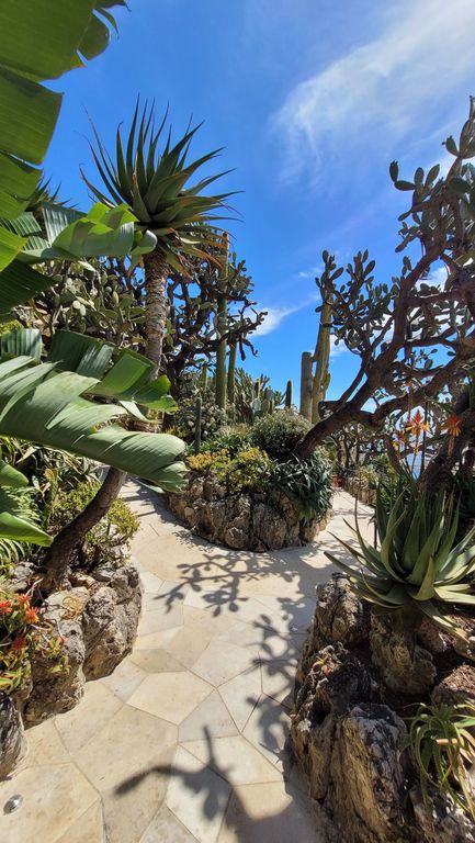 jardin-exotique-cactus-monaco-15