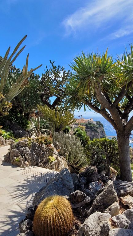 jardin-exotique-cactus-monaco-16