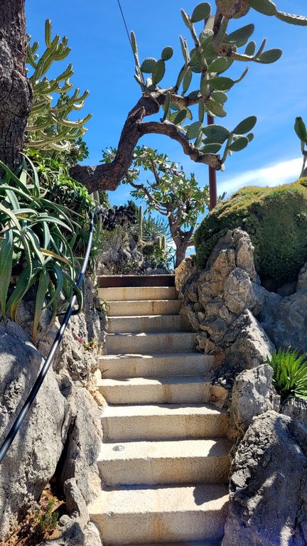 jardin-exotique-cactus-monaco-17