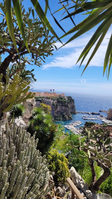 jardin-exotique-cactus-monaco-19