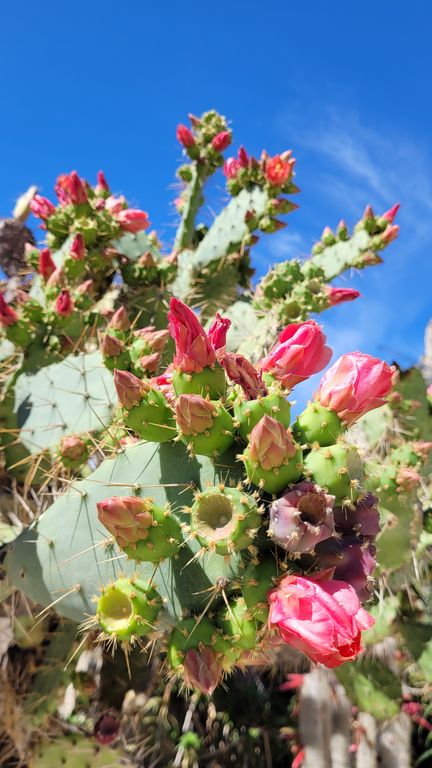 jardin-exotique-cactus-monaco-4