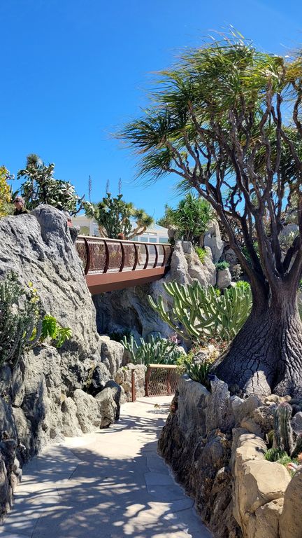 jardin-exotique-cactus-monaco-5