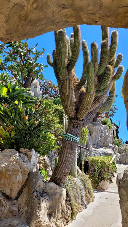 jardin-exotique-cactus-monaco-7