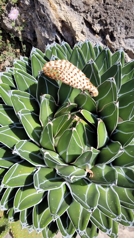 jardin-exotique-cactus-monaco-9